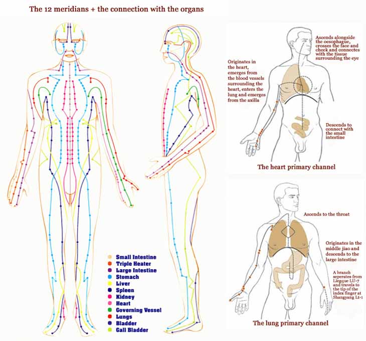 Hand reflexology: 12 meridians & the connection with the organs.