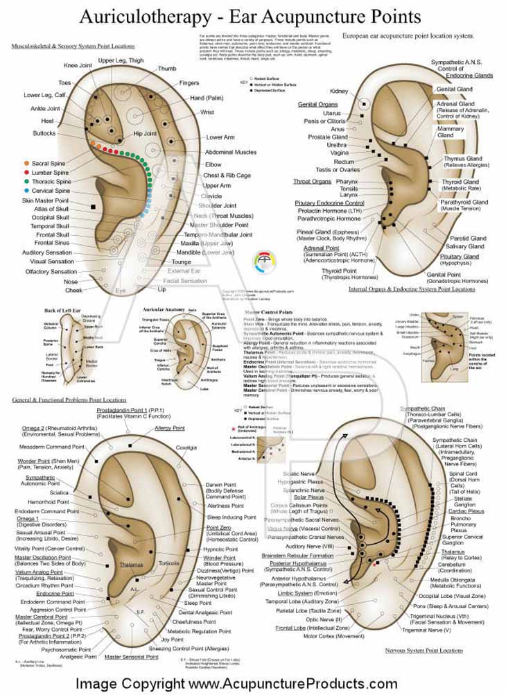 Auricular Acupressure Point Chart