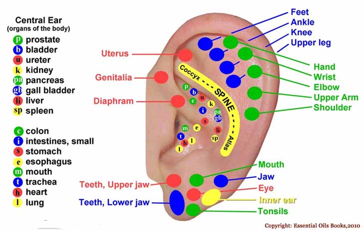 Auriculotherapy Chart Points