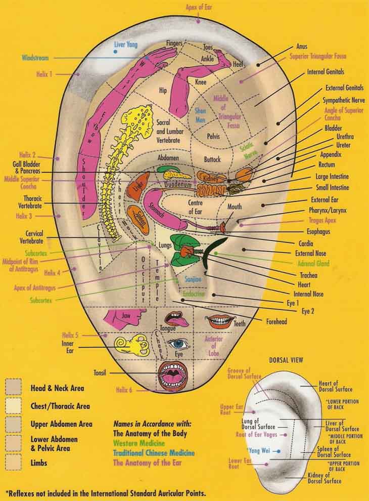 Ear reflexology: Pacific reflexology chart.