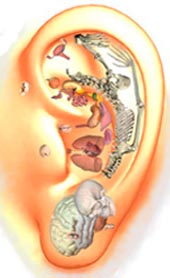 Ear reflexology: & the fetal position.