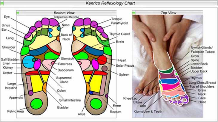 Reflexology Chart Feet Uterus