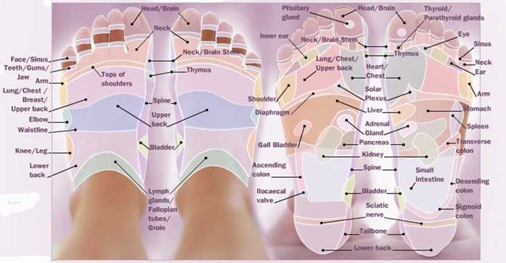 Interactive Reflexology Hand Chart