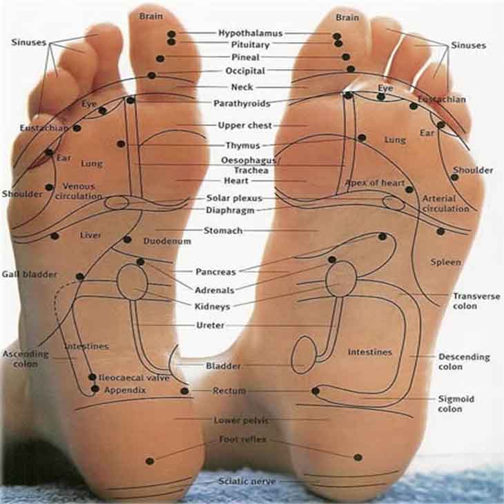 Reflexology Chart Left Foot