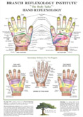 Hand reflexology map: Branch reflexology