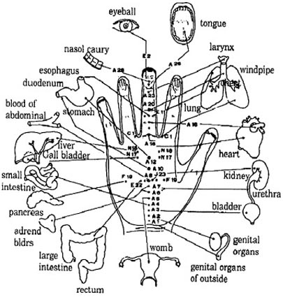 Korean Acupuncture Hand Chart