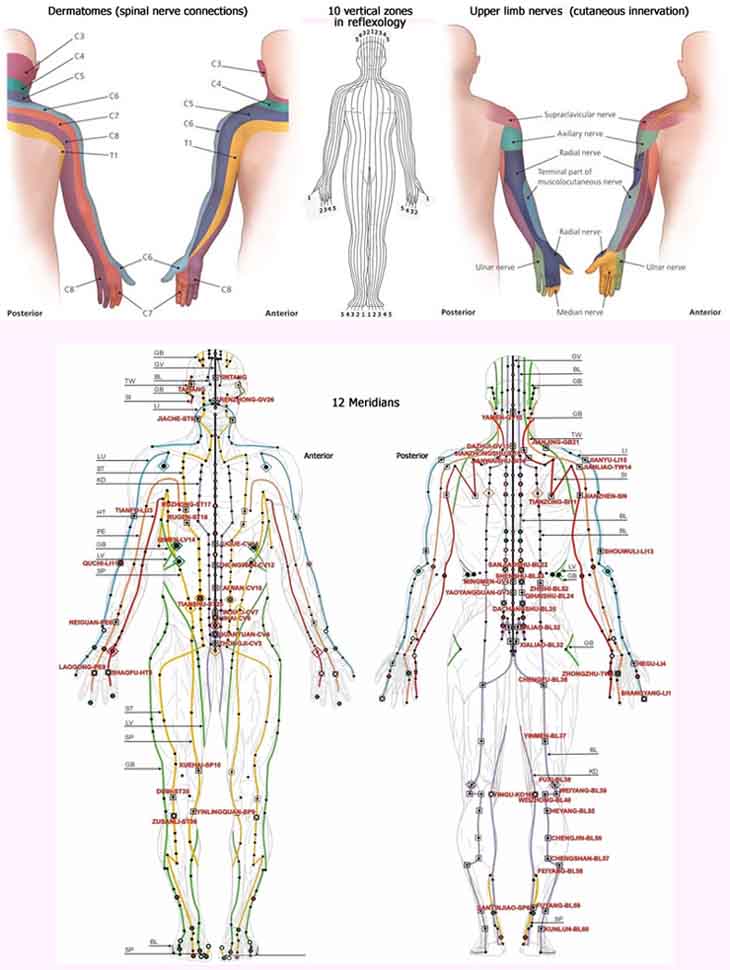 Reflexology Meridians Chart