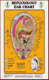 Reflexology ear chart.